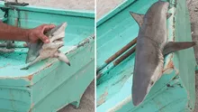 Reportan presencia de cría de tiburones en playas de Punta Hermosa