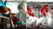 Reportan primera muerte de paciente infectada con la variante H3N8 de gripe aviar en China