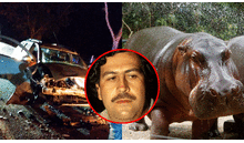 Hipopótamo muere en fuerte choque: animal habría escapado de la hacienda de Pablo Escobar