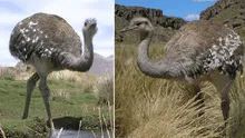 ¿Cuánto mide el suri, el ave más grande de América que vive en Perú y está en peligro de extinción?