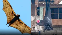 ¿Cuánto mide el zorro volador filipino, el murciélago más grande del mundo?