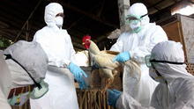 La Libertad recibió más de 5,5 millones de dosis contra gripe aviar