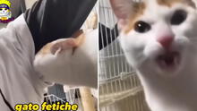 Minino huele las axilas de su dueña y su reacción se vuelve viral: “Gato fetiche”