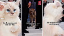 Met Gala 2023: perro se infiltra en la presentación de Jared Leto y su reacción es viral