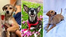 Gran jornada de adopción el 6 y 7 de mayo: Runruna, Lobita, Caramelo y más perritos buscan familia