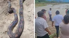 Lambayeque: serpiente de más de 2 metros merodea entre viviendas y asusta a pobladores