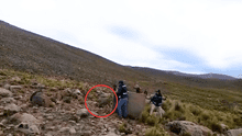 ¡Final feliz! Venado silvestre que caminaba por calles de Arequipa fue devuelto a su hábitat