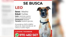 Familia pide ayuda para encontrar a su mascota perdida en San Martín de Porres