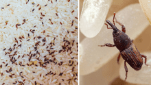 ¿Por qué aparecen gorgojos en el arroz y cómo puedo eliminarlos?