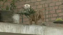 SJL: perro pitbull que habría sido abandonado causa pánico entre vecinos