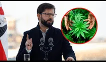Gabriel Boric respalda a quienes cultivan el cannabis para uso medicinal: "No son delincuentes"