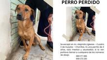Familia pide ayuda para encontrar a su mascota perdida en Chorrillos