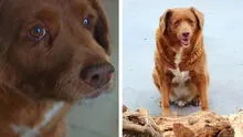 Bobi, el can más longevo del mundo, y su secreto para llegar a los 31 años de edad