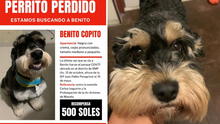 ¿Dónde está Benito Copito? Familia busca a perro perdido en SMP