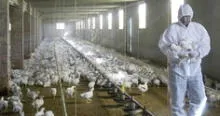 Brasil se declara en "emergencia zoosanitaria" por gripe aviar
