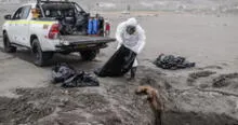 Lobos marinos y aves mueren en playas de Arequipa por gripe aviar