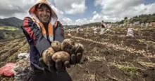 Perú se mantiene como primer productor de papa en América Latina: ¿qué puesto ocupa a nivel mundial?