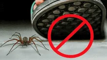 ¿Por qué razón no debes matar a las arañas que encuentras en tu casa?