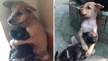 Dos cachorros asustados no dejan de abrazarse tras ser rescatados