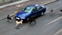 ¿Por qué los perros ladran y corretean a los carros? Spoiler: no es por diversión