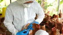 Sacrifican a cerca de mil aves de corral por casos de gripe aviar en Moquegua