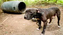Denuncian que mafias roban perros domésticos para usarlos en entrenamientos de canes de pelea
