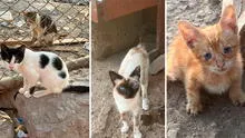 Piden ayuda para adoptar a 24 gatitos abandonados en el borde de río Rímac