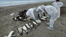 El Niño costero sería causa de muerte de aves y lobos en la costa