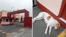 Chorrillos: piden ayuda para adoptar a perrito abandonado desde hace 3 días