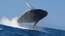 ¿Cuándo inicia la mejor temporada para ver ballenas jorobadas en Piura y Tumbes?