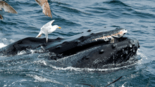 Avistamiento de ballenas: ¿se puede observar este mamífero en las playas de Lima y Callao?