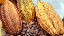 Desafíos en el cultivo de cacao en el VRAEM: baja rentabilidad, plagas y cambio climático