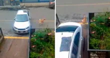 Perrito asombra al ladrar para ayudar a sacar el auto de su amo: "Se gana las croquetas"