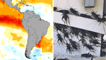 Fenómeno El Niño: 5 plagas amenazan con afectar la costa y sierra del Perú: ¿cuáles son?