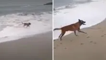 Punta Hermosa: critican a hombre por no impedir que sus perros ataquen a lobo marino varado