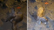 Cría de león marino es hallada varada en playa de Miraflores