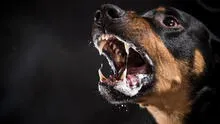 Si me muerde un perro con rabia, ¿cuánto tiempo tengo para vacunarme?