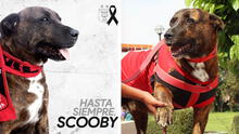 La historia de Scooby, el perro más querido de la UNSA y el club Melgar en Arequipa