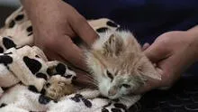 Chipre: 300.000 gatos mueren a causa de coronavirus felino