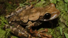 Descubren nueva especie de anfibio en el Parque Nacional Yanachaga Chemillén, en Perú