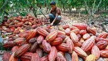 Desafíos del cacao peruano: cambio climático y nuevas regulaciones en la UE