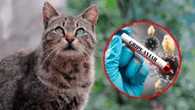 OMS alerta sobre el mayor brote de gripe aviar en gatos registrado en el mundo