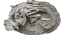 Hallan, por primera vez, fósil de un mamífero peleando a muerte con un dinosaurio