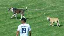 ¡Solo en Perú! 2 perros dieron la vuelta a toda la cancha en Liga 2 y el partido no se detuvo