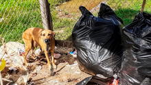 Un perro callejero salva a una bebé que fue abandonada dentro de una bolsa de basura