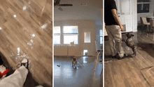 "Una refrescadita": perros se vuelven virales tras inundar una casa y usuarios los defienden