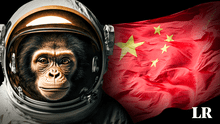 China planea enviar monos al espacio para que tengan sexo entre ellos