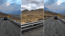 Hermoso puma se deja ver por viajeros en una carretera del sur del Perú: “Majestuoso”