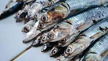 Produce podría autorizar una pesca exploratoria de anchoveta en el centro-norte