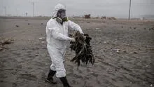Arequipa: 3.000 aves murieron por gripe aviar en Mejía